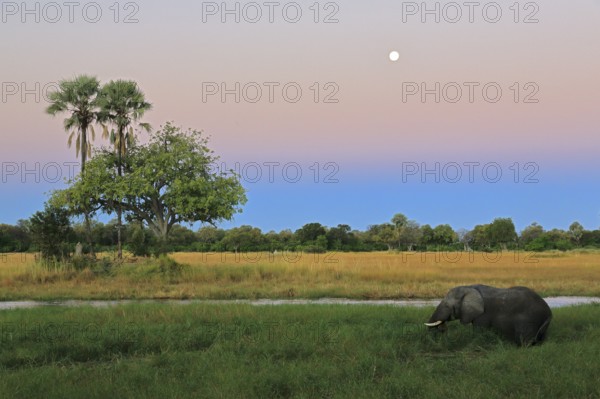 Arican elephant (Loxodonta africana) grazing in reeds, palm, dusk, full moon, Okavango Delta, Botswana