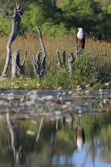 Scorching eagle (Haliaeetus vocifer) sits on a tree stump among water lilies, water lily plants (Nymphaeaceae), monkeys (Accipitriformes), Okavango Delta, Botswana