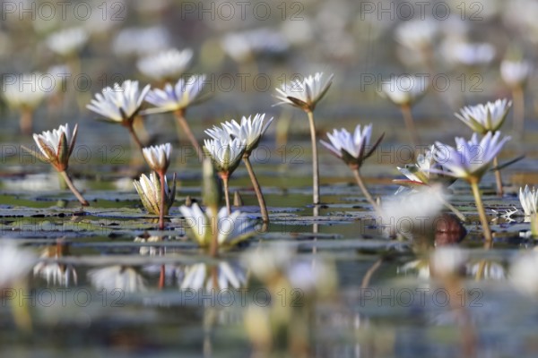 Water lilies, water lily family (Nymphaeaceae), Okavango Delta, Botswana