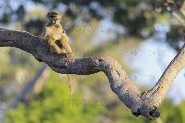 Southern green sea cat (Chlorocebus pygerythrus) sitting on branch, pocket monkey (Cercopithecinae), Okavango Delta, Botswana