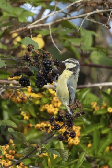 Blue tit (Cyanistes caeruleus) adult bird in a hedgerow feeding on blackberries in summer, England, United Kingdom