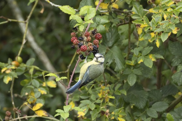 Blue tit (Cyanistes caeruleus) adult bird in a hedgerow on blackberries in summer, England, United Kingdom