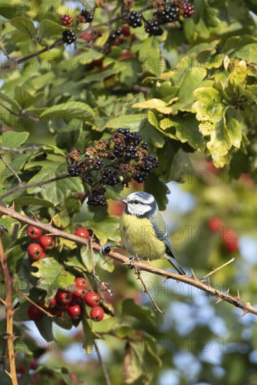 Blue tit (Cyanistes caeruleus) adult bird in a hedgerow with blackberries and Hawthorn berries in summer, England, United Kingdom