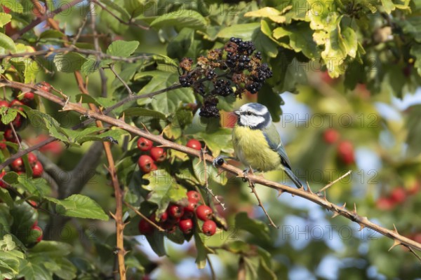 Blue tit (Cyanistes caeruleus) adult bird in a hedgerow with blackberries and Hawthorn berries in summer, England, United Kingdom