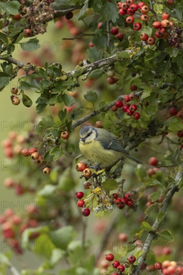 Blue tit (Cyanistes caeruleus) adult bird in a Hawthorn hedgerow with red berries in summer, England, United Kingdom