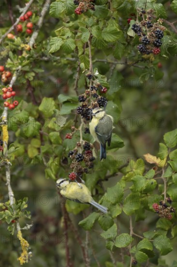 Blue tit (Cyanistes caeruleus) two adult birds in a hedgerow on blackberries in summer, England, United Kingdom