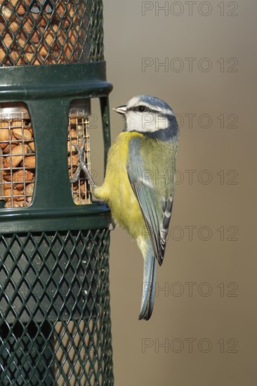 Blue tit (Cyanistes caeruleus) adult bird on a garden bird feeder, England, United Kingdom
