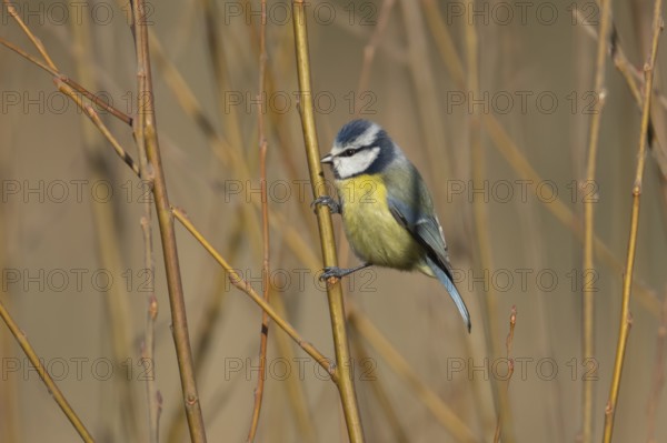 Blue tit (Cyanistes caeruleus) adult bird on a tree branch, England, United Kingdom