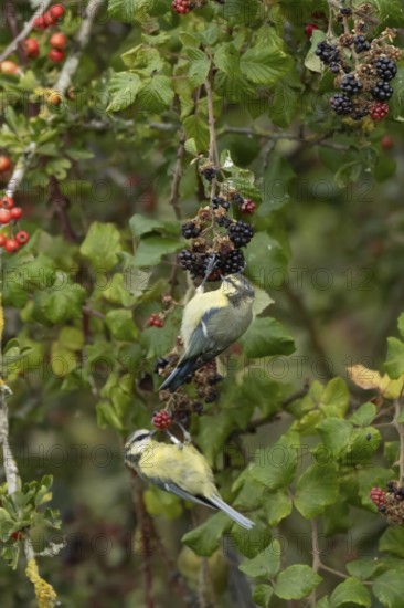 Blue tit (Cyanistes caeruleus) two adult birds in a hedgerow feeding on blackberries in summer, England, United Kingdom