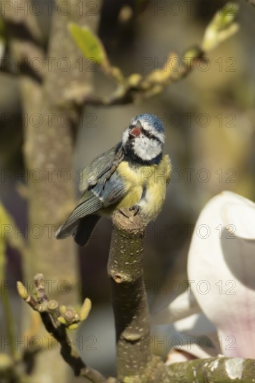 Blue tit (Cyanistes caeruleus) adult bird on a Magnolia tree branch in spring, England, United Kingdom