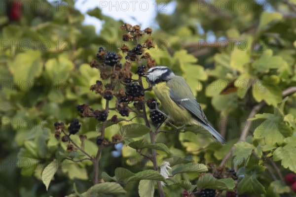 Blue tit (Cyanistes caeruleus) adult bird in a hedgerow feeding on blackberries in summer, England, United Kingdom