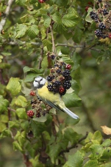 Blue tit (Cyanistes caeruleus) adult bird in a hedgerow on blackberries in summer, England, United Kingdom