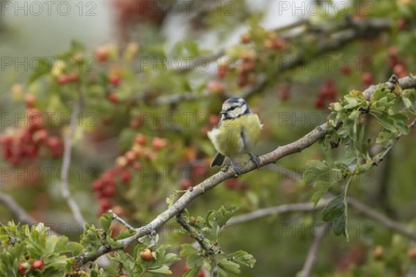 Blue tit (Cyanistes caeruleus) adult bird in a Hawthorn hedgerow with red berries in summer, England, United Kingdom