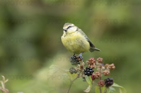 Blue tit (Cyanistes caeruleus) adult bird on blackberries in summer, England, United Kingdom