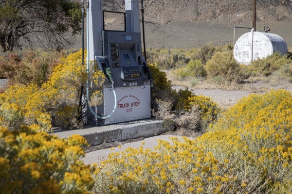 Carvers, Nevada - Rabbitbrush takes over an abandoned gas station in the Nevada desert