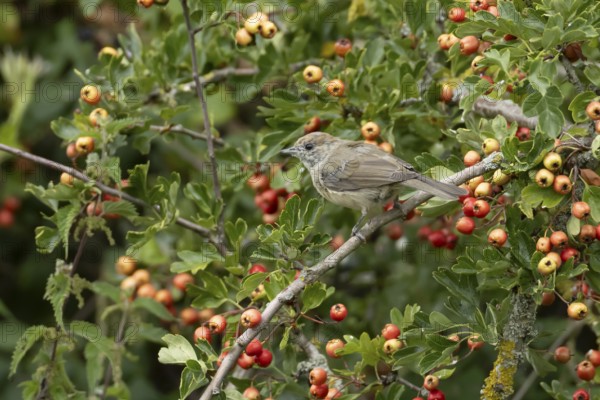 Eurasian blackcap (Sylvia atricapilla) adult female bird in a Hawthorn hedgerow with red berries in summer, England, United Kingdom
