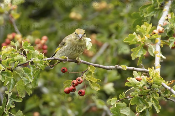 European greenfinch (Chloris chloris) adult bird in a Hawthorn hedgerow with red berries in summer, England, United Kingdom