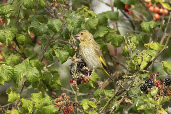 Eurasian greenfinch (Chloris chloris) adult bird in a hedgerow feeding on blackberries in summer, England, United Kingdom