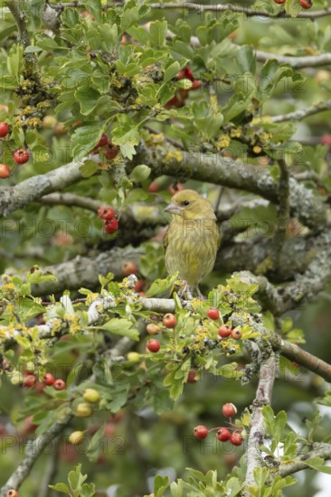 European greenfinch (Chloris chloris) adult bird in a Hawthorn hedgerow with red berries in summer, England, United Kingdom