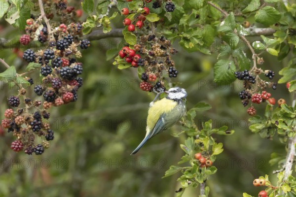 Blue tit (Cyanistes caeruleus) adult bird in a hedgerow feeding on blackberries in summer, England, United Kingdom