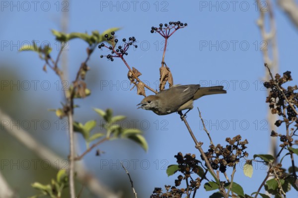 Eurasian blackcap (Sylvia atricapilla) adult female bird in a hedgerow feeding on Elder tree berries in summer, England, United Kingdom