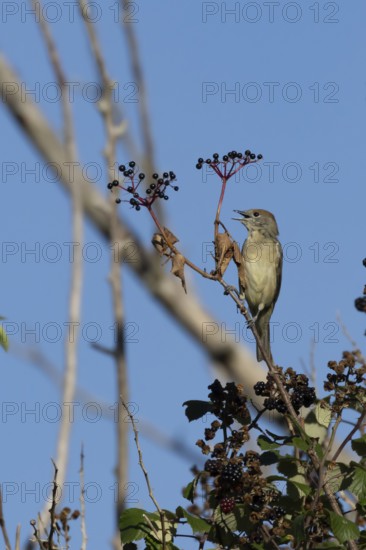Eurasian blackcap (Sylvia atricapilla) adult female bird in a hedgerow feeding on Elder tree berries in summer, England, United Kingdom