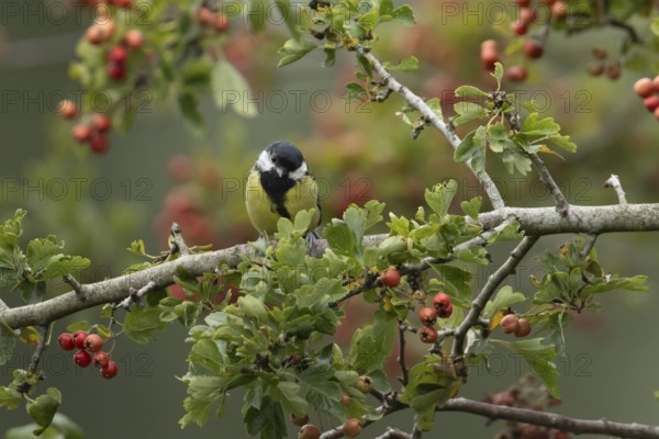 Great tit (Parus major) adult bird in a Hawthorn hedgerow with red berries in summer, England, United Kingdom
