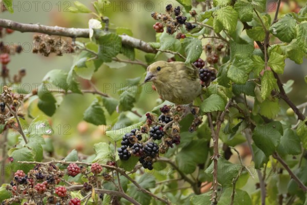 European greenfinch (Chloris chloris) adult bird in a hedgerow feeding on blackberries in summer, England, United Kingdom