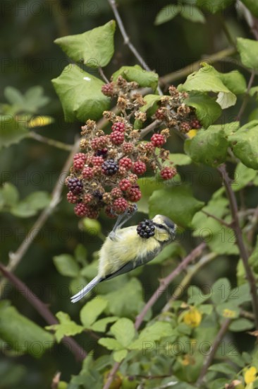 Blue tit (Cyanistes caeruleus) adult bird in a hedgerow feeding on blackberries in summer, England, United Kingdom