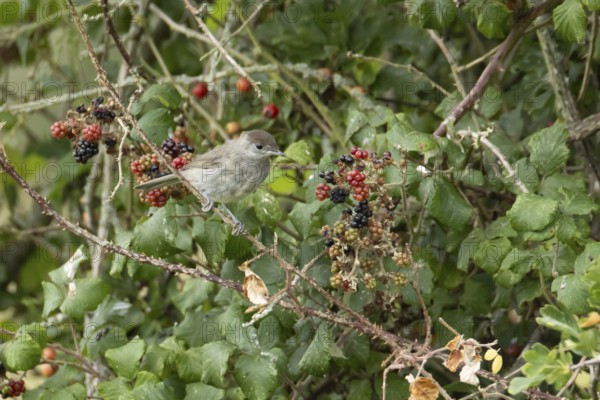 Eurasian blackcap (Sylvia atricapilla) adult bird in a hedgerow with blackberries in summer, England, United Kingdom