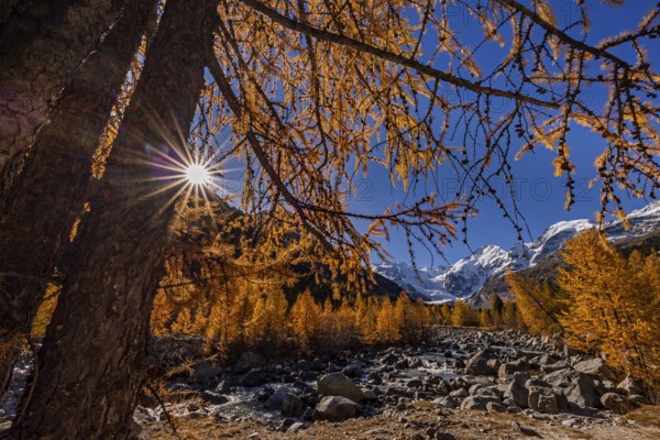River, larch forest, autumn color, autumn, mountains, glaciers, morning light, Morteratsch Valley, Morteratsch Glacier, Engadin, Switzerland