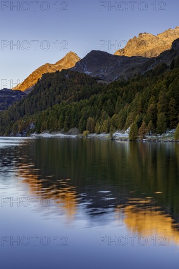 Mountain lake, reflection, mountains, larch forest, autumn discoloration, autumn, sunrise, Lake Sils, Engadin, Switzerland