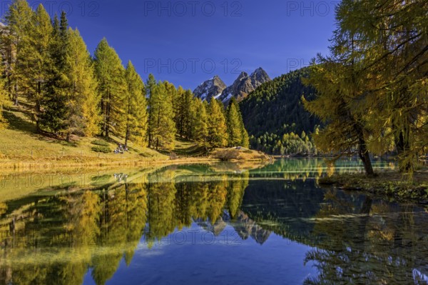 Mountain lake, reflection, mountains, larch forest, autumn discoloration, autumn, sunny, Lake Palpuogna, Engadin, Switzerland