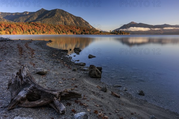 Mountain lake, reflection, morning light, mountains, shore, autumn, autumn color, Walchensee, Upper Bavaria, Bavaria, Germany