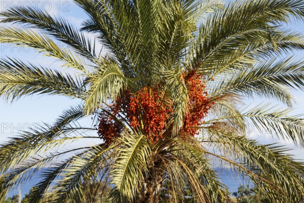 Date palm (Phoenicea) fruit cluster, (Arecaceae), Old Town, Kos Town, Kos Island, Dodecanese Islands, Greece
