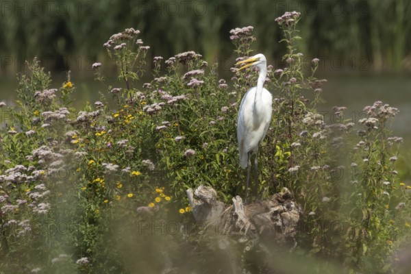 Great white egret (Ardea alba) adult bird on a tree stump amongst summer flowers, England, United Kingdom
