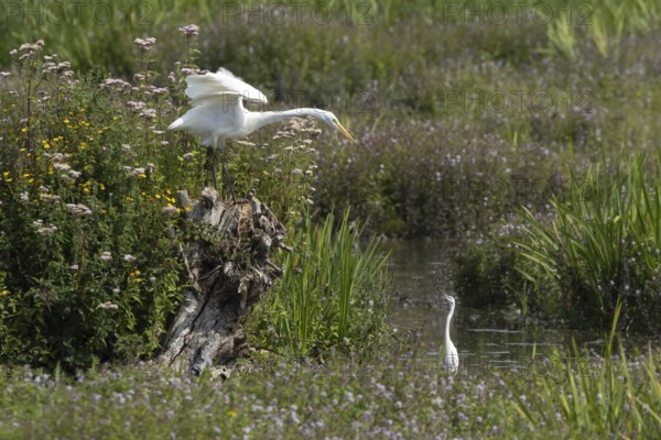 Great white egret (Ardea alba) adult bird on a tree stump amongst summer flowers looking down at a Little egret (Egretta garzetta) in a lake, England, United Kingdom