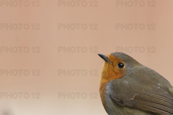 European robin (Erithacus rubecula) adult bird head portrait, England, United Kingdom