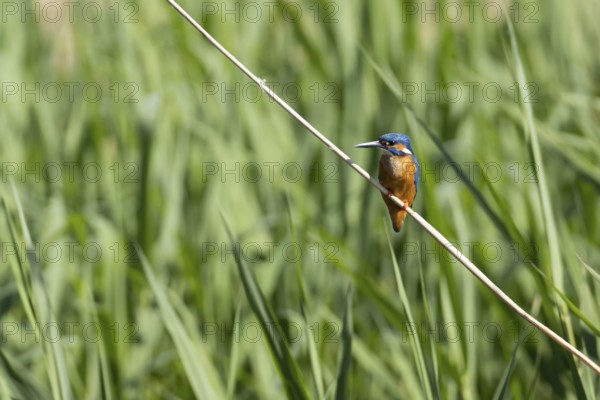 Common kingfisher (Alcedo atthis) adult bird on a reed plant stem, England, United Kingdom
