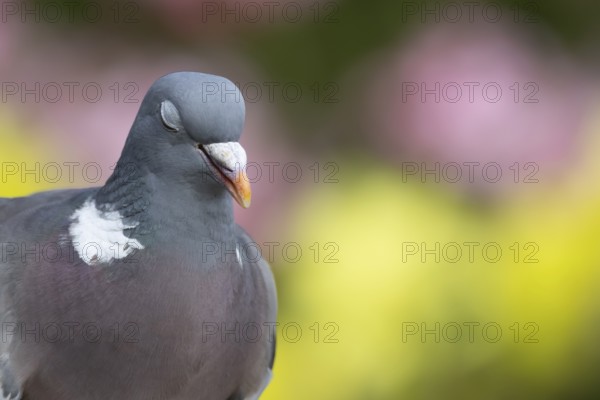 Wood pigeon (Columba palumbus) adult bird head portrait, England, United Kingdom
