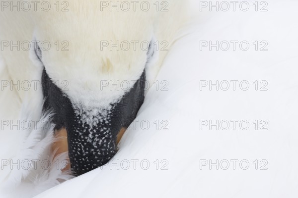 Mute swan (Cygnus olor) adult bird sleeping, England, United Kingdom