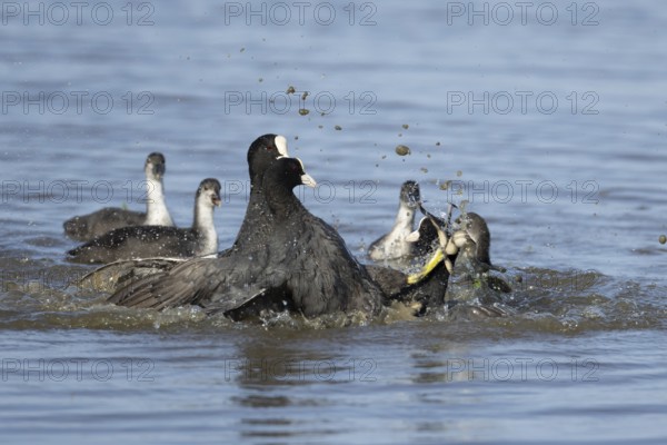 Coot (Fulica atra) three adult birds fighting on a lake, England, United Kingdom