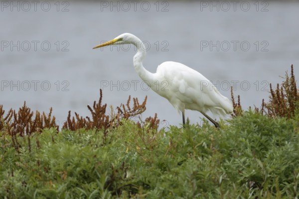 Great white egret (Ardea alba) adult bird walking on vegetation on an island, England, United Kingdom