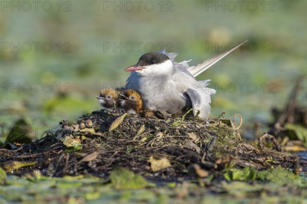 White-bearded terns (Childonias hybride) with young birds at their nest, Danube Delta, Romania