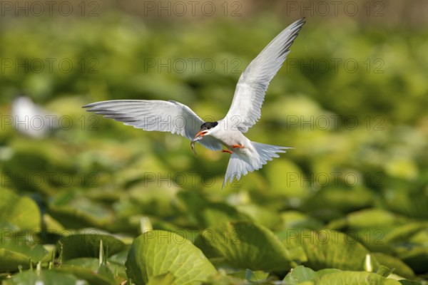 Common tern (Sterna hirundo) flying with fish, Danube Delta, Romania