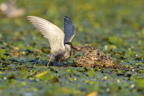 White-bearded terns (Childonias hybride) feeding with young birds on their nest, Danube Delta, Romania