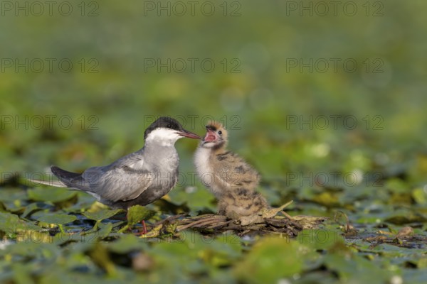 White-bearded terns (Childonias hybride) with young birds, begging, at the nest, Danube Delta, Romania