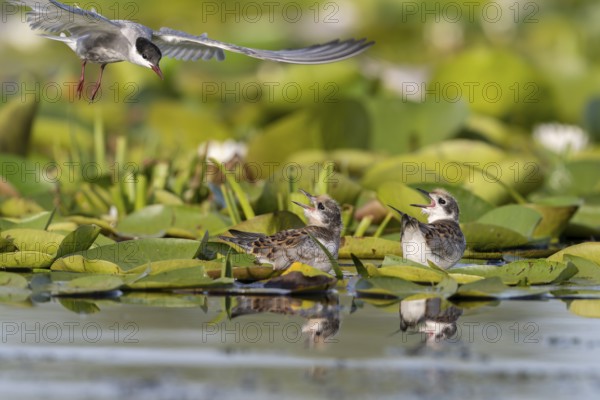 White-bearded terns (Childonias hybride) with young birds, at the nest, Danube Delta, Romania
