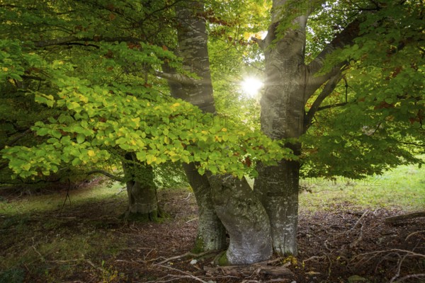 Sunlight shines through the trees in the undergrowth, Beech, Swabian Alb Biosphere Reserve, Baden-Württemberg, Germany