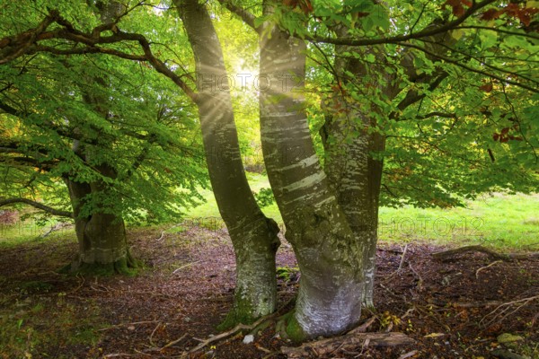 Sunbeams through trees in a clearing, beech trees, Swabian Alb Biosphere Reserve, Baden-Württemberg, Germany